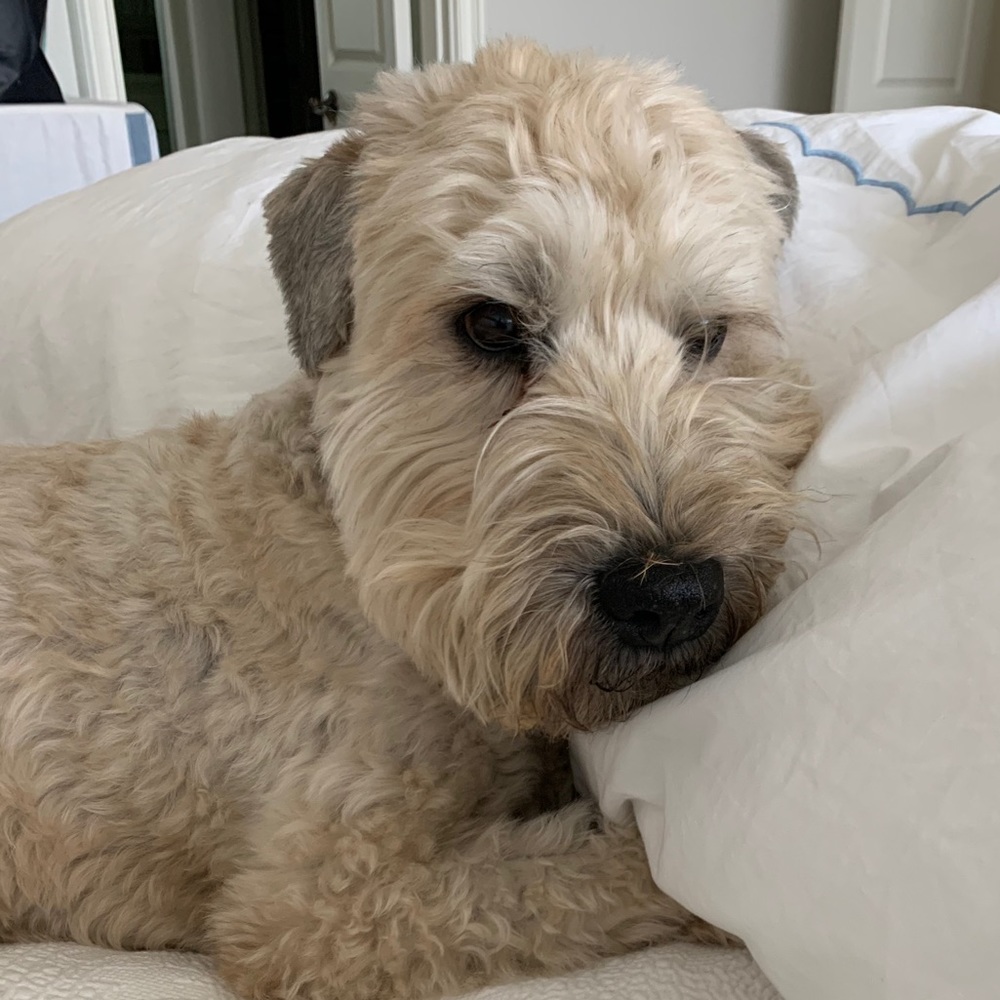 Meet your Posher, Amara